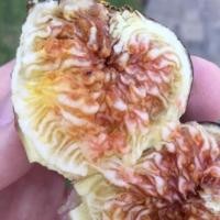 ราคา 10 เมล็ด เมล็ดมะเดื่อฝรั่ง Figs สายพันธุ์ Beall มะเดื่อฝรั่ง ลูกฟิก (11016820034)