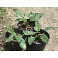 ราคา ต้นรวยล้นฟ้า ว่านรวยล้นฟ้า ในกระถาง 6 นิ้ว (11313897562)