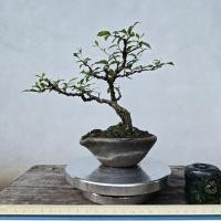 ราคา บอนไซเชอรี่แคระ บอนไซไม้จิ๋ว (28743202781)