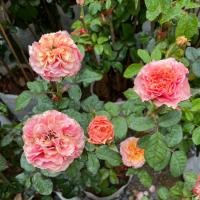 ราคา กุหลาบสีส้มแซลมอน กุหลาบเคนซิงตัน Kensington Rose (42055642787)