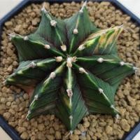 ราคา กระบองเพชร (Cactus) LB Hybrid ด่าง จัดส่งทั้งกระถาง (Update 08/09/2564) (6446521559)