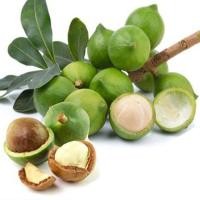 ราคา แมคคาเดเมียถูกที่สุด25บ.เมล็ดพันธุ์แมคคาเดเมีย 5 เมล็ดปลูกง่ายโตไวผลดก (10559891694)