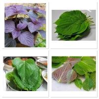 ราคา เมล็ด ใบงาแดง เกาหลี ชิโสะแดง Red Perilla ( Shiso ) Seed ) จำนวน 100 เมล็ด / เขียว / เขียวแดง ใบงา (5856579789)