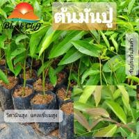 ราคา ต้นมันปู สมุนไพร กิ่งพันธุ์ ต้นไม้ ไม้ผล ต้นพันธ์ เมล็ดพันธ์ พันธุ์ไม้ ไม้มงคล ไม้ฟอกอากาศ เมล็ดพันธุ์ สวนเขาหมาก เป็... (4737249816)