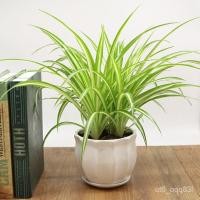 ราคา 100 เมล็ด/ชุด เมล็ดกล้วยไม้ ระเบียงสํานักงานตกแต่งสวนสวน ☘️ปลูกง่าย ขึ้นไว ดอกดกสวยเมล็ดพันธุ์แท้ น (16245584915)