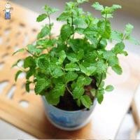 ราคา Edible Natural Mint Herbs Seeds ปลูกง่าย(1000เมล็ด/ซอง)เมล็ดสะระแหน่ Peppermint Seeds - เมล็ดพันธุ์ สะระแหน่ง่าย ๆ (40226408192)