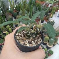 ราคา Cactus มะพร้าวทะเลทราย หัวแฝด กระถาง 2.5 นิ้ว (557683509)