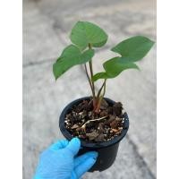 ราคา ต้นว่านเสน่ห์จันทร์แดง เสน่ห์จันทร์แดง พุ่มสวยมาก - ChayTongAong (9815090710)