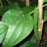 ราคา ต้นพริกไทยดำ เม็ดใหญ่ ฝักยาว ขนาดลำต้นสูงประมาณ 60 ซม. ( 1 ต้น/แพ็ค) (7933055266)