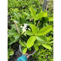 ราคา ต้นพุดซ้อนดอกหอม กระถาง 11 นิ้ว (43903820530)