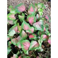 ราคา กวักโพธิ์ทอง​ บอนสี​ **รอบนี้ต้นใหญ่ค่ะ​ รับประกันความงามทุกต้น​ ต้นแข็งแรง​ชำนานแล้วทุกต้น​ เป็นไม้แยกหน่อ (12303679783)