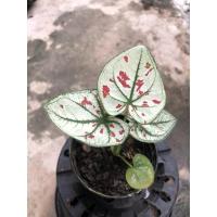 ราคา บอนสี ไทยนิยม ใบขาวหายากแล้ว ในกระถาง4” (7592568775)