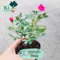 ราคา ต้นกุหลาบจิ๋ว สีชมพู ต้นไม้มงคล ต้นไม้จิ๋ว (17601291698)