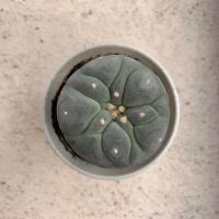 ราคา โลโฟ ไม้เมล็ด ลูกผสม ขนาดประมาน 4 ซม (8625658875)