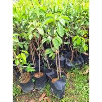 ราคา ต้นอินจันหรือต้นลูกจันทร์ ขนาด 50-70 ซม (22241881398)