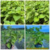 ราคา (3ต้น)(ขาย ต้นพันธุ์) ต้น พลูคาว ผักคาวตอง ต้นพลูคาว ต้นผักคาวตอง พลูคาวขาว ขาว ต้นพลูคาวขาว / บุกป่า (11327511297)