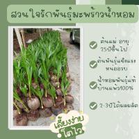 ราคา มะพร้าวน้ำหอมต้นเตี้ยบ้านแพ้วแท้ (2176874400)