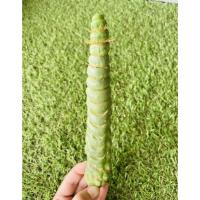 ราคา เกลียวสวาท Eulychnia castanea spiralis(ไม่มีราก)แคคตัสหายาก‼️น่าสะสม (20134514014)