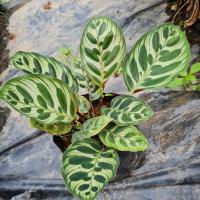 ราคา คล้าแววมยุรา #แววมยุรา (14081276406)