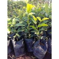 ราคา ต้นดอกพิกุล/เพาะถุงดำ/พิกุลดอกสีขาวมีกลิ่นหอม (5972971782)