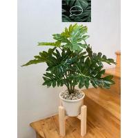 ราคา ต้นไม้ปลอมซานาดูปลอม 12 ใบ (สูง 70 เซน)(งานห้าง) (5383327464)