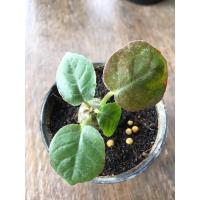 ราคา มะพร้าวทะเลทรายใบกลม (เชื้อด่าง) แต่ตอนนี้ไม่ด่างแล้ว (3979184417)