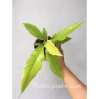 ราคา ใบเลื่อยสีทอง(Philodendron Ring of fire Gold) (13635956015)