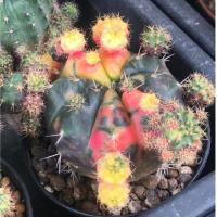 ราคา Damsii แคคตัส ยิมโนแม่ลูกดกด่าง (44175697247)