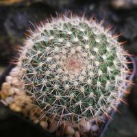 ราคา แมมแม่เฒ่า ฮาเนียน่า (8153106259)