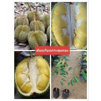 ราคา ต้นทุเรียนกระดุมทองเสียบยอดได้2ต้น (29111966997)