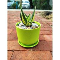 ราคา ต้นลิ้นมังกรทอง แคระ (3975140079)