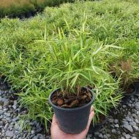 ราคา ต้นไผ่เงิน ไผ่เงิน หญ้าแมว ไผ่แมว พร้อมกระถาง 5.5 นิ้ว พร้อมจัดส่ง (40306086657)