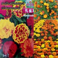 ราคา 100+ เมล็ด เมล็ดดาวเรืองฝรั่งเศสคละสี (ดอกสวย ปลูกง่าย ออกดอกดก ดอกคละแบบคละสี) (22676112326)