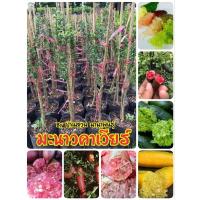 ราคา มะนาวคาเวียร์ หรือ มะนาวนิ้ว (15297380597)