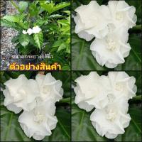 ราคา (vาย ต้นพันธุ์) ดอก ต้น ต้นพุดกุหลาบ พุดกุหลาบ พุด ต้นพุด fadel (14045705034)