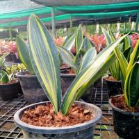 ราคา คลีบปลาวาฬด่าง ไม้ฟอกอากาศ (7038997745)