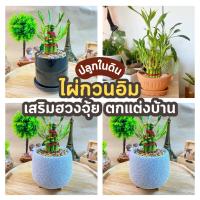 ราคา รวม ไผ่กวนอิม พร้อม กระถาง ((ปลูกในดิน)) เสริมฮวงจุ้ยบ้าน ต้นไผ่กวนอิม ไม้มงคลประดับโต๊ะทำงาน วางบนโต๊ะทำงานได้ (21471918701)