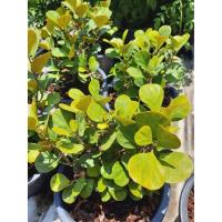 ราคา สาริกาลิ้นทอง //กระถาง 11 นิ้ว// ต้นสาริกาลิ้นทอง ไม้มงคล การเจรจาดี เสริมดวงค้าขาย เรียกเงิน (11304670647)