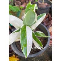 ราคา พญาคล้าด่างสาคูด่างไม้มงคล❗️อ่านรายละเอียดด้วยนะคะ (8288335180)