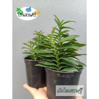 ราคา ต้น บันไดเศรษฐี หรือว่านตีนตะขาบ ต้นไม้มงคลกระถางเล็ก (9964948041)