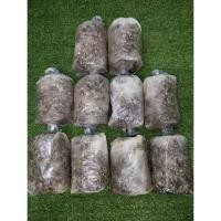 ราคา ก้อนเชื้อเห็ดฟาง 10 ก้อน แถมอาหารเสริมผสมแป้งข้าวเหนียว มูลวัวนม จุลินทรีย์หน่อกล้วย และวิธีทำในกล่องทุกกล่อง (18893110999)