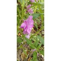 ราคา ดอกเทียนซ้อนคละสีพร้อมส่ง (24761270865)