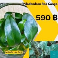ราคา เรดคองโก Redcongo 5ต้น ไม้เนื้อเยื่อพร้อมออกปลูก (9328364861)