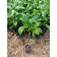 ราคา ต้นกาแฟโรบัสต้า ชุมพร. ขั้นต่ำ4ต้น (5745976473)