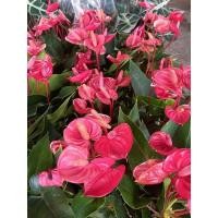 ราคา ต้นหน้าวัวแคระดอกถ้วย4"80 (14633345061)