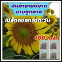 ราคา เมล็ดดอกทานตะวัน400เมล็ด (เม็ดลาย) เมล็ดพันธุ์ดอกทานตะวัน ดอกทานตะวัน (5134501835)