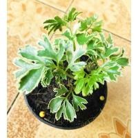 ราคา ต้นเล็บครุฑด่างแคระ ไม้ฟอกอากาศ ไม้มงคล ไม้ประดับ ร่ำรวยรุ่งเรือง โชคลาภ (22656593890)