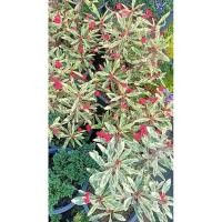 ราคา ต้นโป๊ยเซียนด่างแคระดอกสีแดงทุกต้นกระถาง11นิ้วพุ่มใหญ่แน่น (23523076727)