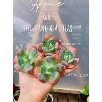 ราคา Succulent Heart Delight กุหลาบหินนำเข้า กุหลาบหินพร้อมส่ง (13324890381)