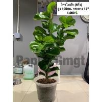 ราคา ไทรใบสัก ไม้ฟอกอากาศ (11618477923)